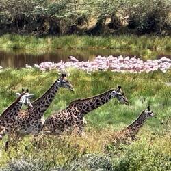 Flamingoes and Giraffes