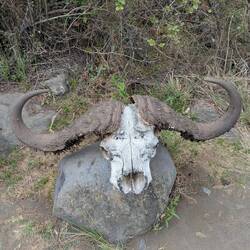 Cape Buffalo skull