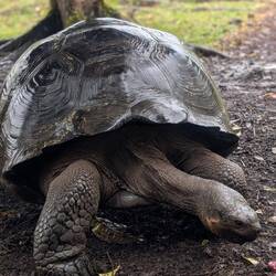 A bit of rain and the shell is looking super shiny. Just like turtle wax
