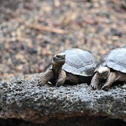 If they make it to 4 or 5 years of age then they won't have any predators besides man