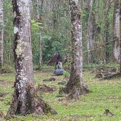 The horses didn't know what to do with them
