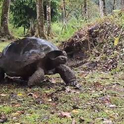 This is real time. It's as fast as they go