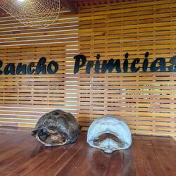 The farmhouse where we could wander the grounds looking for free roaming tortoises