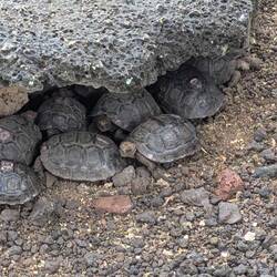 1 year old giant tortoises playing sleeping lions