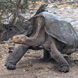A hybrid giant tortoise. Equivalent of a mule
