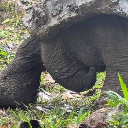 Males have a big tail