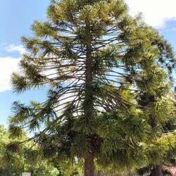 Bunya Pine