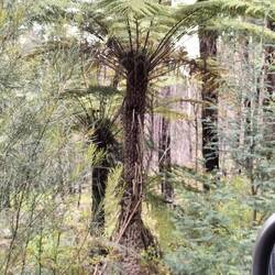 Als we het bos binnenkomen