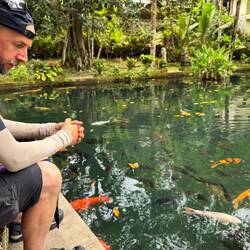 So many koi carp in the main pond at Gunung Kawi Sebatu temple