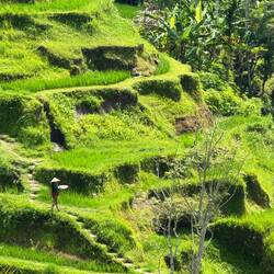 Tegallalang rice terraces