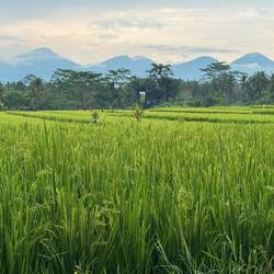 Cycling through rice fields on our way back to Ubud