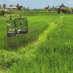 Sadly you see caged birds everywhere in Indonesia.