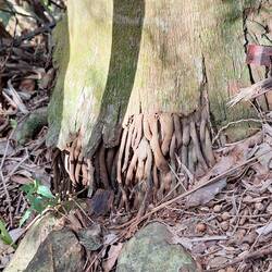 Davy Jones im austtalischen Hinterhand?