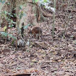 Wallabee-Mama mit Baby ✔️