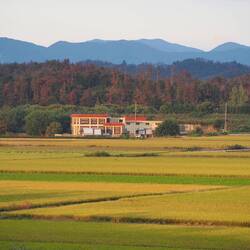 Blick über Reisfelder / View over rice fields