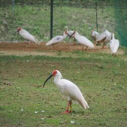 Der Star der Gegend / The Star of the area