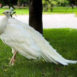A number of peacocks roam about freely ... this one patiently posed for me — Isola Bella.