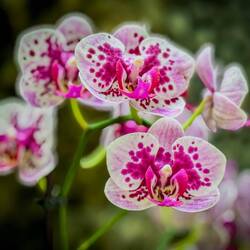 From the orchid greenhouse at the gardens of Isola Bella, Stresa.