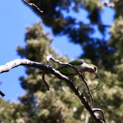 Monk Parakeet