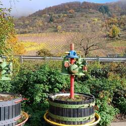 Tænk - vi er kørt forbi Mosels vinmarker i to dage uden at købe en eneste flaske vin...