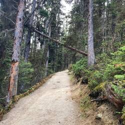 Zwischen hochgewachsenen Fichten schlängelt sich der Wanderweg.