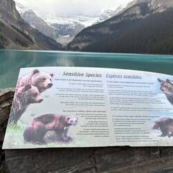 Der Lake-Louise-Bereich ist ein wichtiges Gebiet für Grizzlybären.