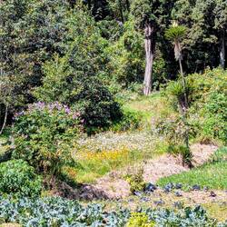 Alles blüht und wächst.