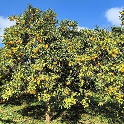 ...vorbei an Orangenbäumen...