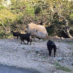 ...auf dem Nachhauseweg laufen einfach die Ziegen 🐐 über die Straße