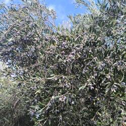 ...Oliven soweit das Auge reicht...