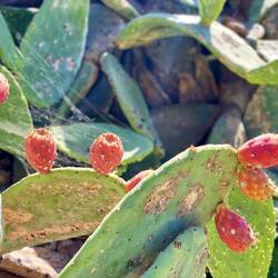 Kaktusfeigen säumen unseren Weg