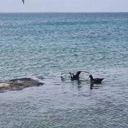 Hallsturmvögel an Walkadaver