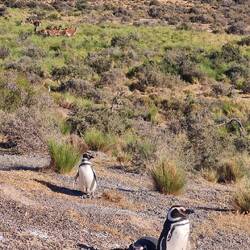 Guanakos im Hintergrund