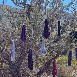 Unterhosenbusch - endemisch, zweihäusig