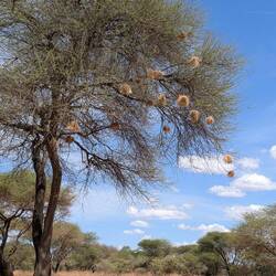 Weaver bird nests