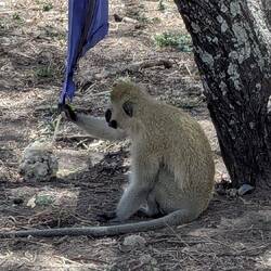 Vervet monkey and the blue anti tsetse fly banner