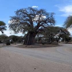 Baobab tree