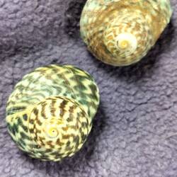 Gevonden bij de strandwandeling