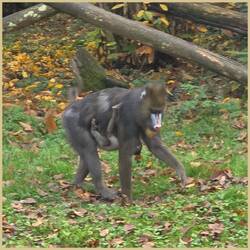 Mandrill mit Jungtier