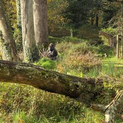 Silberrücken Gorilla