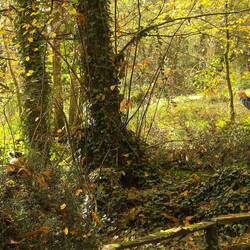 Wo ist das Äffchen?