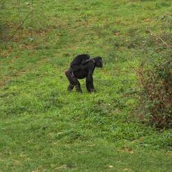 Schwarzer Klammeraffen