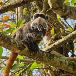 Kaiserschnurrbarttamarin