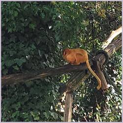 Katze? Nein ein Affe!