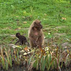 Dschelada oder Blutbrustpavian