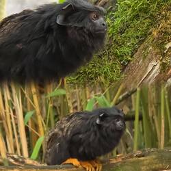 Rothändiger Tamarin