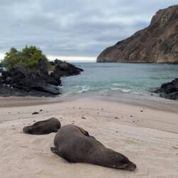 It's always nap time for these guys