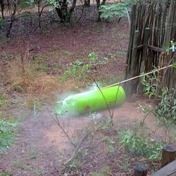 2 Lion rageing just out side our tent/hut house filling our house with gas