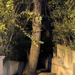 Baum wächst in Treppe