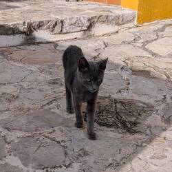 ❤️❤️❤️🐈❤️❤️❤️